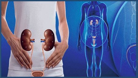 نقش پروستات چیست