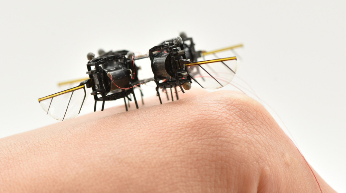 زنبور آهنی،اخبار علمی،خبرهای علمی