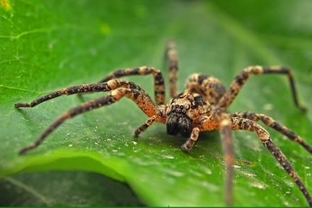 عنکبوت،اخبار علمی،خبرهای علمی