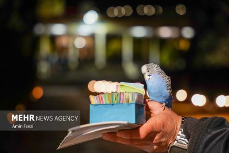 عکس خبری،شب یلدا در آرامگاه حافظ