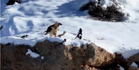 همای سعادت،اخبار اجتماعی،خبرهای اجتماعی