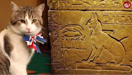 گربه،اخبار گوناگون،خبرهای گوناگون