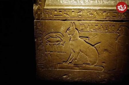 گربه،اخبار گوناگون،خبرهای گوناگون