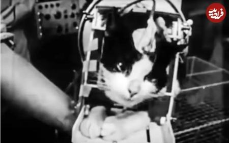 گربه،اخبار گوناگون،خبرهای گوناگون