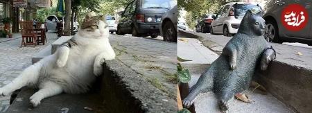 گربه،اخبار گوناگون،خبرهای گوناگون