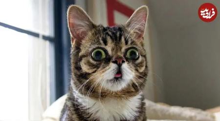 گربه،اخبار گوناگون،خبرهای گوناگون
