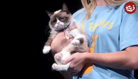 گربه،اخبار گوناگون،خبرهای گوناگون