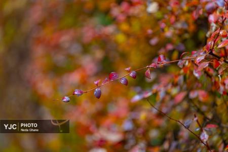 عکس خبری،هوای بارانی اصفهان