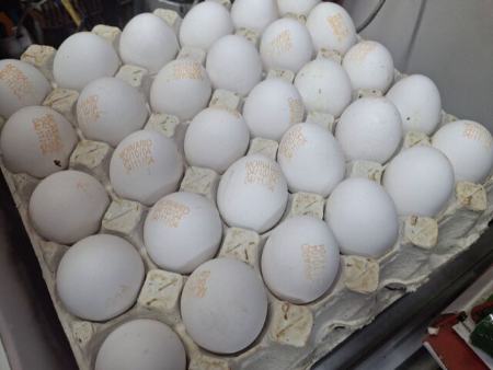 تخممرغ،اخبار اقتصادی،خبرهای اقتصادی تخممرغ،اخبار اقتصادی،خبرهای اقتصادی