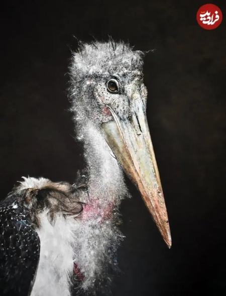 زیباترین نقاشی‌های حیات وحش در سال ۲۰۲۵،اخبار هنری،خبرهای هنری