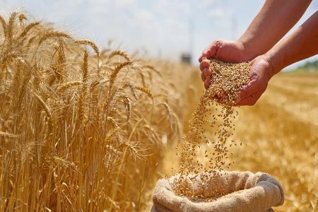 گندم،اخبار اقتصادی،خبرهای اقتصادی گندم،اخبار اقتصادی،خبرهای اقتصادی