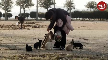 خرگوش ها در جزیرۀ متروکۀ ژاپنی،اخبار گوناگون،خبرهای گوناگون
