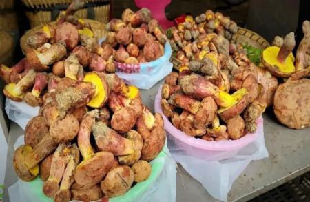 قارچ،اخبار گوناگون،خبرهای گوناگون