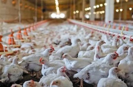 مرغداری،اخبار اقتصادی،خبرهای اقتصادی
