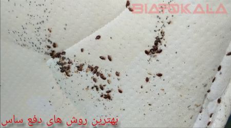 بهترین روش های دفع ساس بهترین روش های دفع ساس