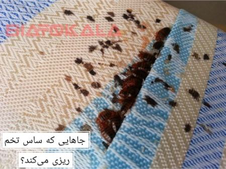 بهترین روش های دفع ساس بهترین روش های دفع ساس