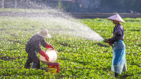 عکسهای جالب,عکسهای جذاب,یک کشاورز چینی در حال آبیاری نهال های سبزیجات در مزرعه