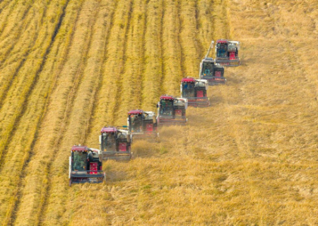 عکسهای جالب,عکسهای جذاب,برداشت محصول پاییزه برنج در چین