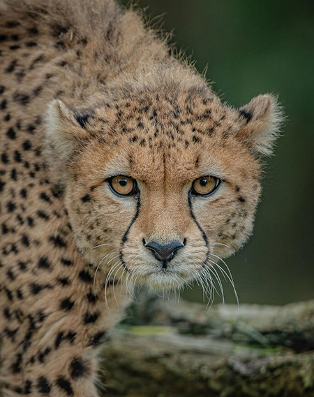 عکسهای جالب,عکسهای جذاب,یوز آسیایی باغ وحش چستر انگلیس