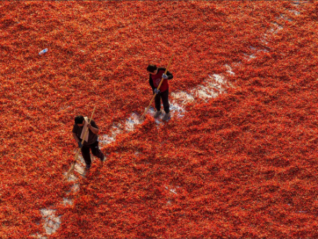 عکسهای جالب,عکسهای جذاب,کشاورزان چینی در حال خشک کردن فلفل قرمز