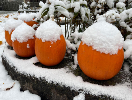 عکسهای جالب,عکسهای جذاب,بارش نخستین برف پاییزی در تورنتو کانادا