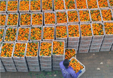 عکسهای جالب,عکسهای جذاب,برداشت مرکبات