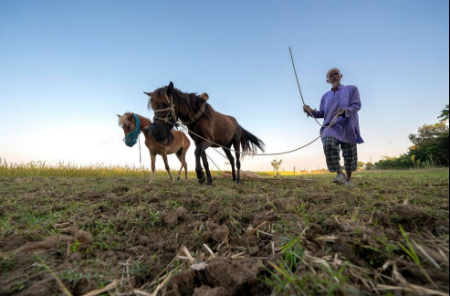 عکسهای جالب,عکسهای جذاب,کار کشیدن از اسب به جای گاو 