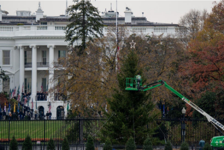 عکسهای جالب,عکسهای جذاب,نصب و تزئین درخت کریسمس کاخ سفید