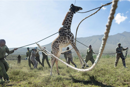 عکسهای جالب,عکسهای جذاب,عملیات انتقال یک زرافه در کنیا