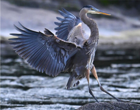 عکسهای جالب,عکسهای جذاب,یک حواصیل آبی بزرگ هنگام شکار ماهی در رودخانه 