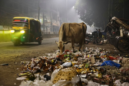 عکسهای جالب,عکسهای جذاب,زباله خواری یک گاو در واراناسی هند