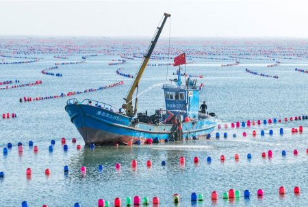 عکسهای جالب,عکسهای جذاب,برداشت صدف‌های اقیانوس آرام از مزرعه پرورش ماهی