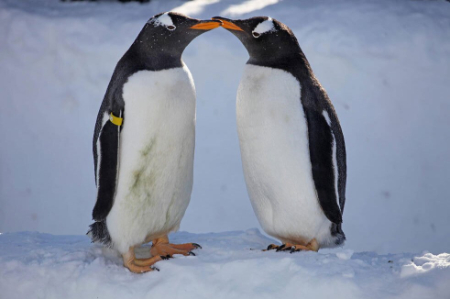 عکسهای جالب,عکسهای جذاب,حضور پنگوئن‌ها در پیست اسکی 