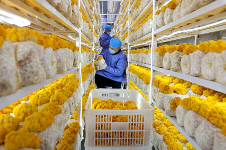 عکسهای جالب,عکسهای جذاب,پرورش قارچ گلخانه ای در چین