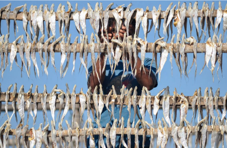 عکسهای جالب,عکسهای جذاب,خشک کردن ماهی در بنگلادش