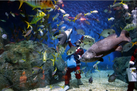 عکسهای جالب,عکسهای جذاب,آکواریوم شهر بانکوک تایلند