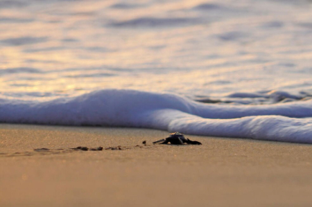 عکسهای جالب,عکسهای جذاب,بچه لاک پشت در حال ورود به اقیانوس در ساحل آچه اندونزی