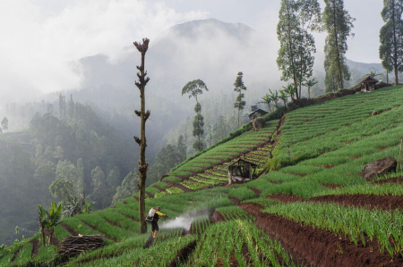 عکسهای جالب,عکسهای جذاب,سمپاشی مزرعه در اندونزی