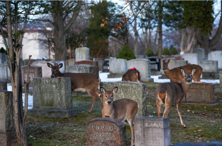 عکسهای جالب,عکسهای جذاب,گورستانی در شهر تورنتو کانادا