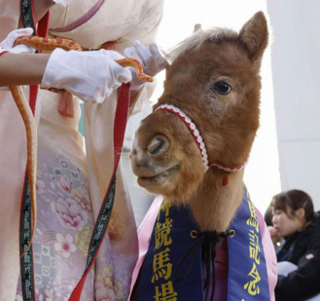 عکسهای جالب,عکسهای جذاب,یک مار ذرت و یک اسب کوچک در مراسم تحویل سال قمری چینی
