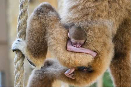 عکسهای جالب,عکسهای جذاب,یک بچه میمون 