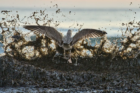عکسهای جالب,عکسهای جذاب,پرواز یک مرغ دریایی در امواج خروشان ساحل دریای بالتیک آلمان