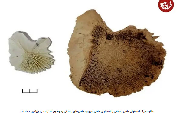 اخبار،اخبار جدید،اخبار روز اخبار،اخبار جدید،اخبار روز