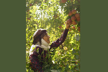 اخبار،اخبار جدید،اخبار روز