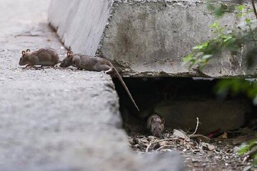 اخبار،اخبار جدید،اخبار روز