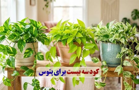 کود سه بیست برای پتوس