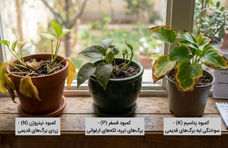 تشخیص کمبود مود سه بیست و عناصر غذایی در پتوس