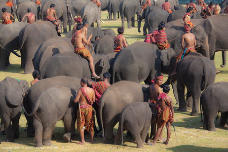 Surin Elephant festival - Surin