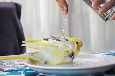 حمام کردن عروس هلندی حمام کردن عروس هلندی