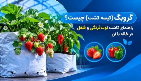 گروبگ (کیسه کشت) چیست؟ راهنمای کاشت توت فرنگی و فلفل در خانه با آن گروبگ (کیسه کشت) چیست؟ راهنمای کاشت توت فرنگی و فلفل در خانه با آن